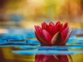 一次挑战法音精华提取共修主持人,让我闻法上了一个大台阶