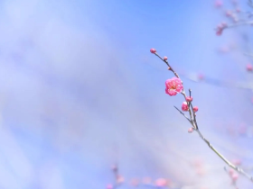 佛法不是宣传学 而是自修学