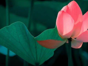 人生奇遇 ,佛陀加持我在没有医保的情况先免费手术