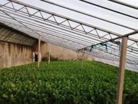 绿色有机蔬菜大丰收,这个菜农有诀窍