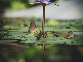 我是如何挑战做闻法共修主持人的?