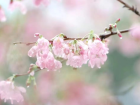 肯认账才是真忏悔啊