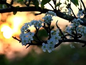 这对佳偶从校园走到婚纱,却流下了伤痛的泪水