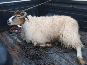 屠刀下的众生会怎么想这个恶魔呢?