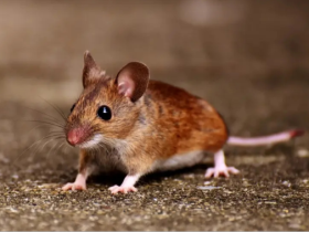 我是一个“假修行”