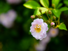 假离婚、骗低保,学佛让我重回正轨