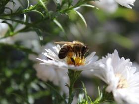 朝拜南无观世音菩萨,只为去贪嗔痴