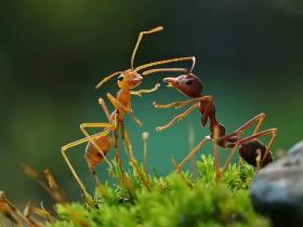 堵蚂蚁的家,耳疾突发