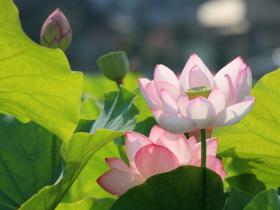 母亲不可思议的奇迹,再次证明佛法的真实不虚