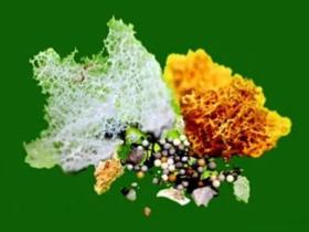 如何鉴别舍利子和坚固子