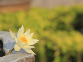 已经皈依,有法缘,就应该得到加持了吗