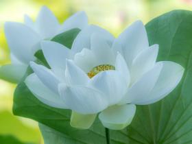 求观音菩萨加持我重业轻报,给我一个改过向善的机会